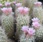 Preview: Escobaria strobiliformis